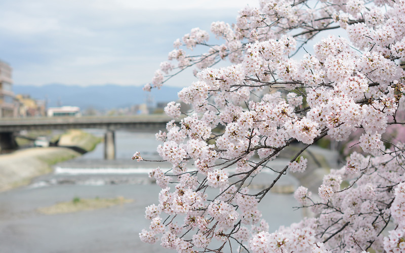 京都 桜 スポット 中京区 鴨川 お花見