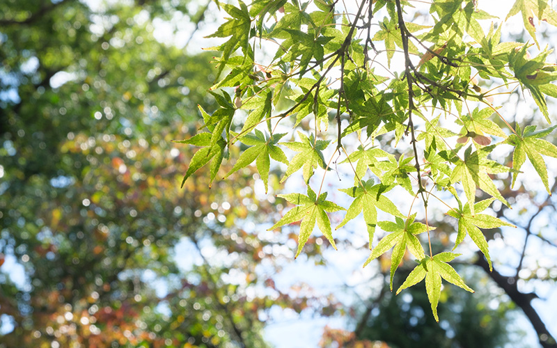 京都 緑 植物 秋 光 癒し コラム
